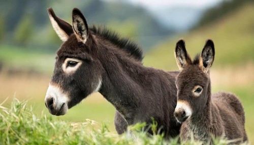 Two donkeys, mother and foal, stand in a green meadow and eat grass