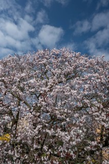 Flowering myrobolane (Prunus cerasifera), Bavaria, Germany, Europe