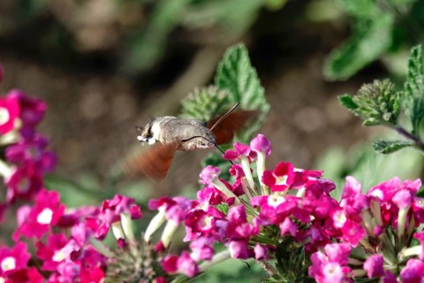 Hummingbird hawk-moth (Macroglossum stellatarum), summer, Saxony, Germany, Europe
