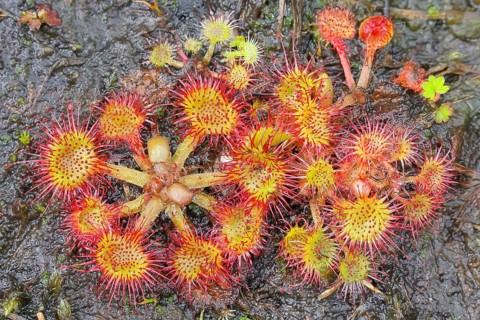 Common sundew (Drosera rotundifolia), complete plant with inflorescence from above, on peat, fully