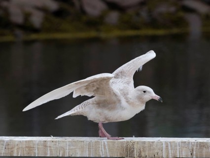 Juvenile Glaucous Gull (Larus hyperboreus), on harbour railing, in fishing harbour Kiberg, May,
