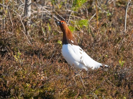 Willow ptarmigan (Lagopus lagopus) male, in summer plumage, calling, at edge of a wood, May,