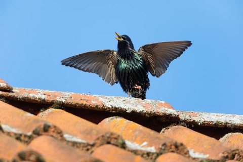 Common Starling (Sturnus vulgaris) adult male, in breeding plumage, singing and displaying on roof