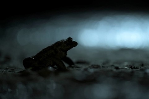 Common toad (Bufo bufo), single male, on the way to spawning waters, evening, toad migration,