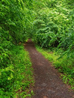 Woodland path, surrounded by fresh greenery, in springtime, Hesse, Germany, Europe