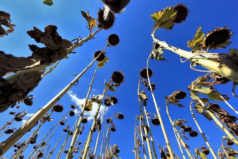 Romania, near Giurgiu in the south of the country, sunflowers ripe for the harvest, Europe