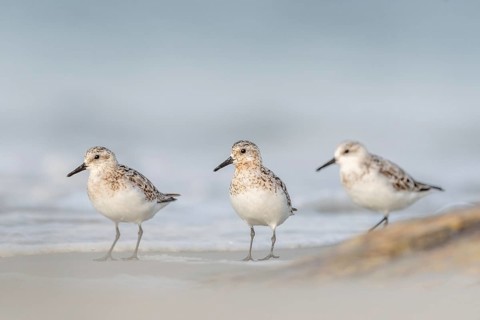 Sanderling (Calidris alba) feeding on a beach. Camaret sur mer, Crozon, Finistere, Brittany,