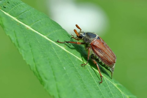 Northern cockchafer (Melolontha hippocastani), male, on a leaf of a horse chestnut (Aesculus