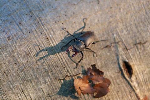 Stag beetle in the evening light with shadow on a beech tree. Swabian foothills