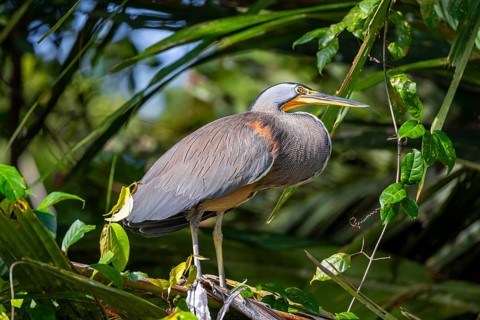 Bare-throated tiger heron (Tigrisoma mexicanum) in a tree, Tortuguero National Park, Costa Rica,