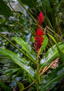 Red ginger, Plant, Details in the jungle, Dense vegetation, Tortuguero National Park, Costa Rica,