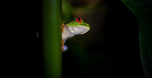 Red-eyed tree frog (Agalychnis callidryas) on a leaf, macro photograph, black background,
