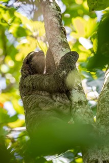Brown-throated sloth (Bradypus variegatus) climbing a tree, Cahuita National Park, Costa Rica,