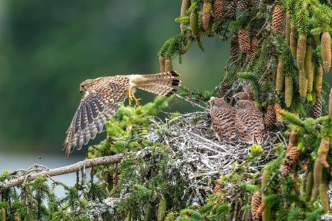 Common kestrel (Falco tinnunculus), young birds not yet ready to fly in the nest, adult bird taking