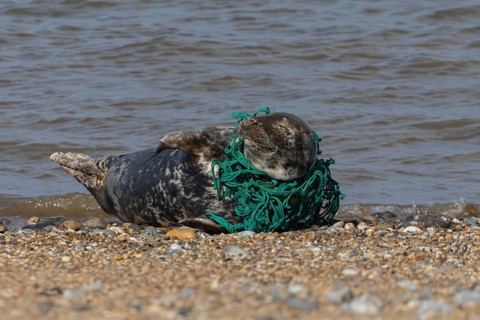 Grey seal (Halichoerus grypus) adult animal sleeping on a beach with netting wrapped around its