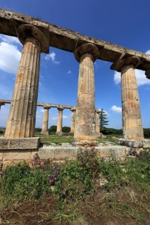 Metaponto, Metaponte, Doric hera temple, Tavole Palatine, Basilicata, Italy, Europe