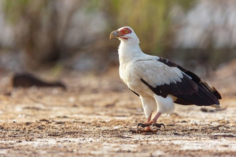 Palm Vulture, (Gypohierax angolnesis), Tujereng area, Tujereng, South Bank, Gambia, Africa