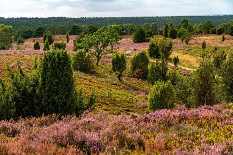 Flowering heath, heather and juniper bushes, near Wilseder Berg, in the Lüneburg Heath nature