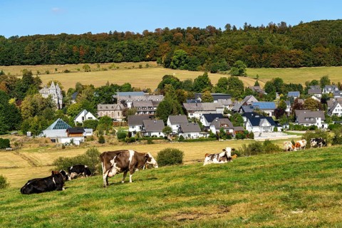 Cattle pasture near the village of Gevelinghausen, dairy cows grazing in a meadow, landscape in