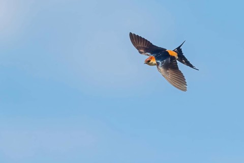 Cecropis cucullata, Hirundo cucullata, Greater Striped Swallow, Greater Striped-Swallow, Hirondelle