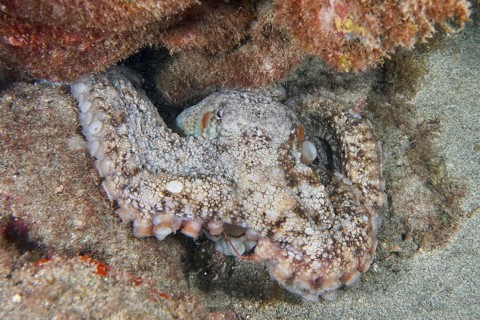 Common Octopus (Octopus vulgaris) hiding between the lava rocks of a reef. Dive site Montana