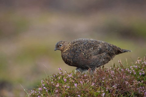 Red grouse (Lagopus lagopus scotica) adult female bird stood on flowering heather on a moorland in
