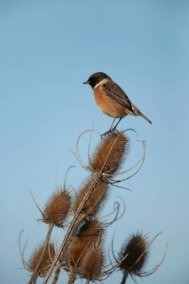 European stonechat (Saxicola rubicola) adult male bird on a Teasel seedhead, Lincolnshire, England,