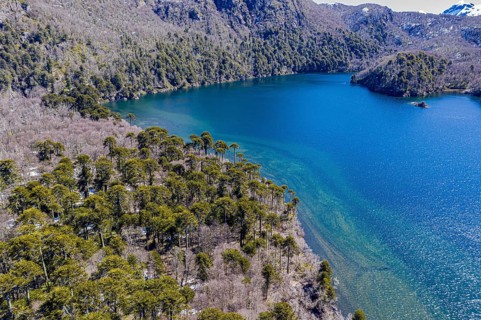 Aerial view of araucaria forest at the lake Laguna Escondida, west of Paso Tromen o Mamuil Malal,