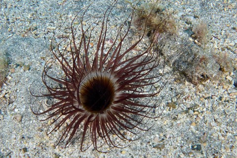 A cylindrical rose (Pachycerianthus) unfurls its tentacles on a sandy seabed. Dive site Bufadero,