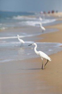 Great egret (Ardea alba, syn.: Casmerodius albus, Egretta alba) at Marari Beach or Strand,