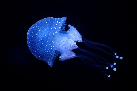 Tropical Jellyfish Phyllorhiza punctata white-spotted jellyfish aka floating bell, Australian