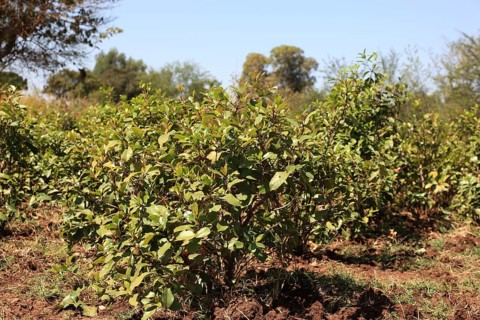 Catha bush, Catha edulis, also known as Abyssinian tea, family of spindle trees, Celastraceae,