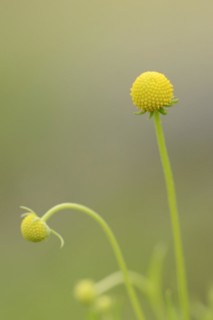 Gummy bear flower or pineapple flower (Cephalophora aromatica, Helenium aromaticum), flowers,