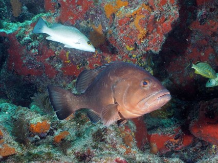 Large dark fish, Black Grouper (Mycteroperca bonaci), surrounded by corals and other marine life.
