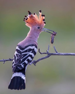 Hoopoe (Upupa epops) Bird of the Year 2022, with mole cricket as prey, sunrise, golden hour,