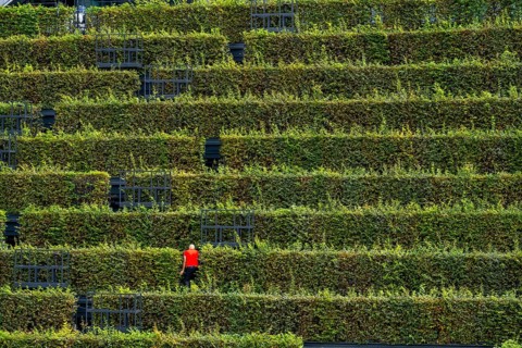 Green façade, made of over 30, 000 hornbeams forming a hedge a good 8 kilometres long, on the roof
