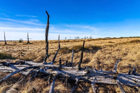 Noir Flohay ghost forest, remnants of a forest fire from 2011 in the High Fens, high moor, in the