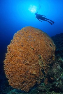 Large fan coral (Annella mollis), above it in the background silhouette of diver, Indian Ocean,