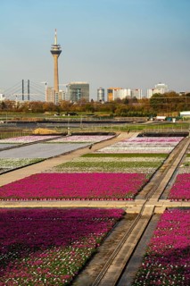 Nursery, plant breeding, ornamental plants growing in flower pots, outdoors,