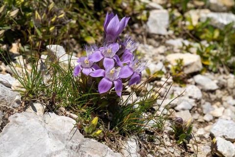 Chiltern gentian (Gentianella germanica) on rocky ground, Karwendel Mountains, Mittenwald,