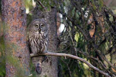 Great horned owl, (Srix nebulosa), adult bird sitting well camouflaged in a spruce, Sweden, owl,