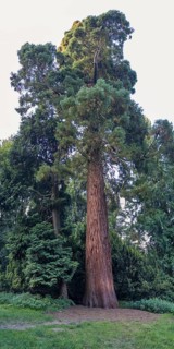 Sequoia (Sequoioideae), tree trunk, bark, nature, tree, plant, old, climate, Piesberg, Osnabrück,