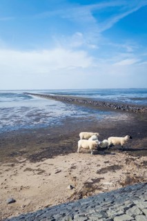 Sheep on the dyke, Rantum Basin, cycle tour, tourism, travel, North Sea, island, Sylt, Germany,