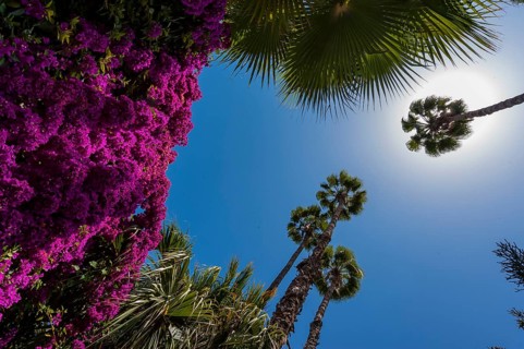 Palm trees in the Majorelle Garden, botany, palm, flora, backlight, sun, summer, flower, plant,