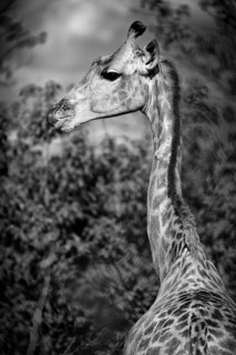 Portrait of a southern giraffe (Giraffa giraffa), free living, wilderness, safari, travel, animal