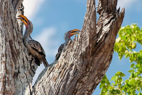 Hornbill, eastern yellow-billed hornbill (Tockus flavirostris), bird, pair, tree, in the Savuti