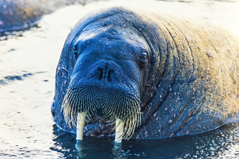 Walrus (Odobenus rosmarus) in the water with tusks and whiskers, Svalbard, Norway, Europe