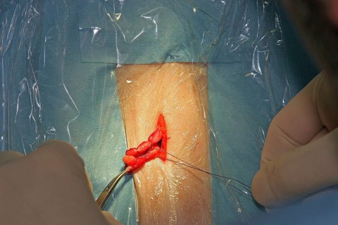 Castration of a cat, vet, Persian cat, ovaries