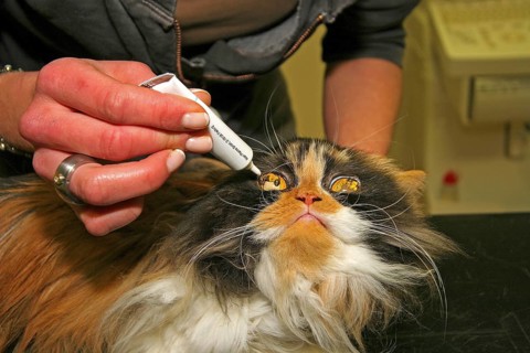 Neutering a cat, vet, Persian cat
