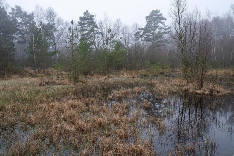 Fens, Vogelmoor nature reserve, Lower Saxony, Germany, Europe